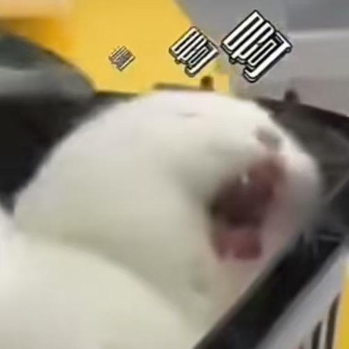 捉住了只喵头像