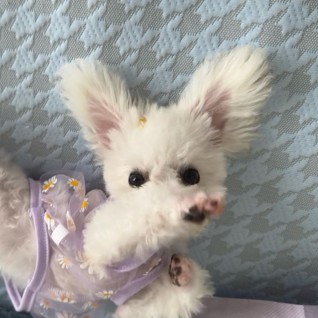 青檬