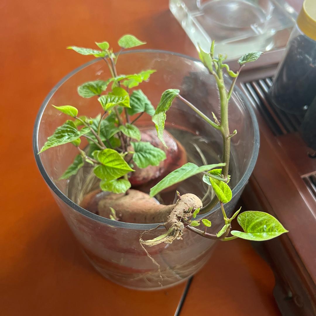 兰玫瑰🌹