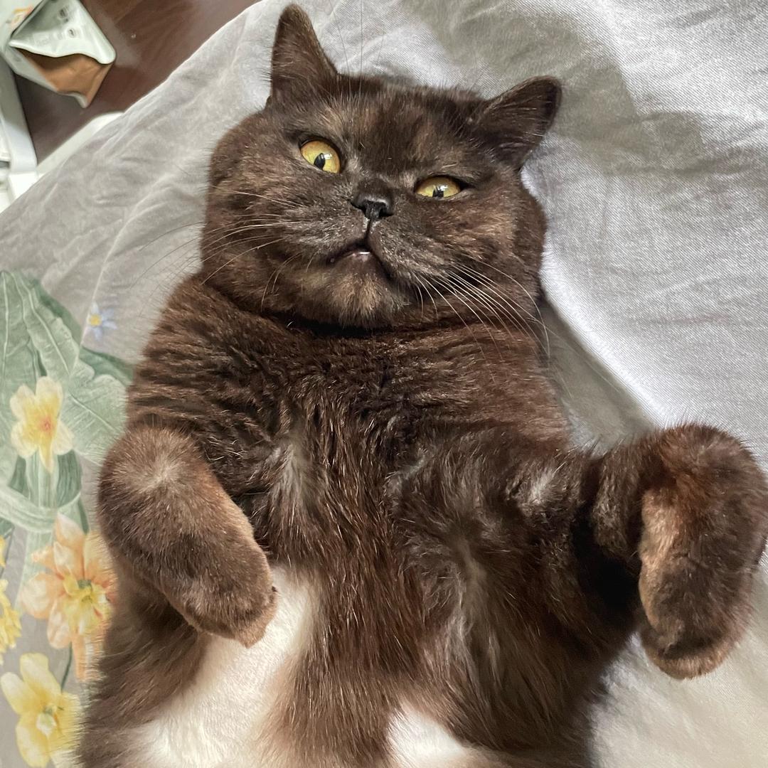 小咪是只猫