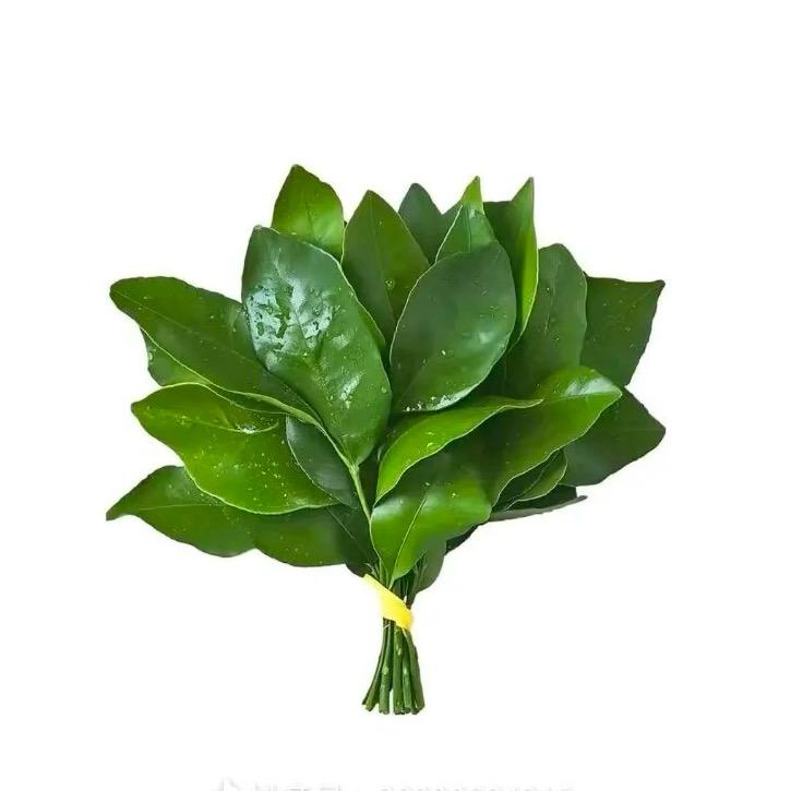 夏小西
