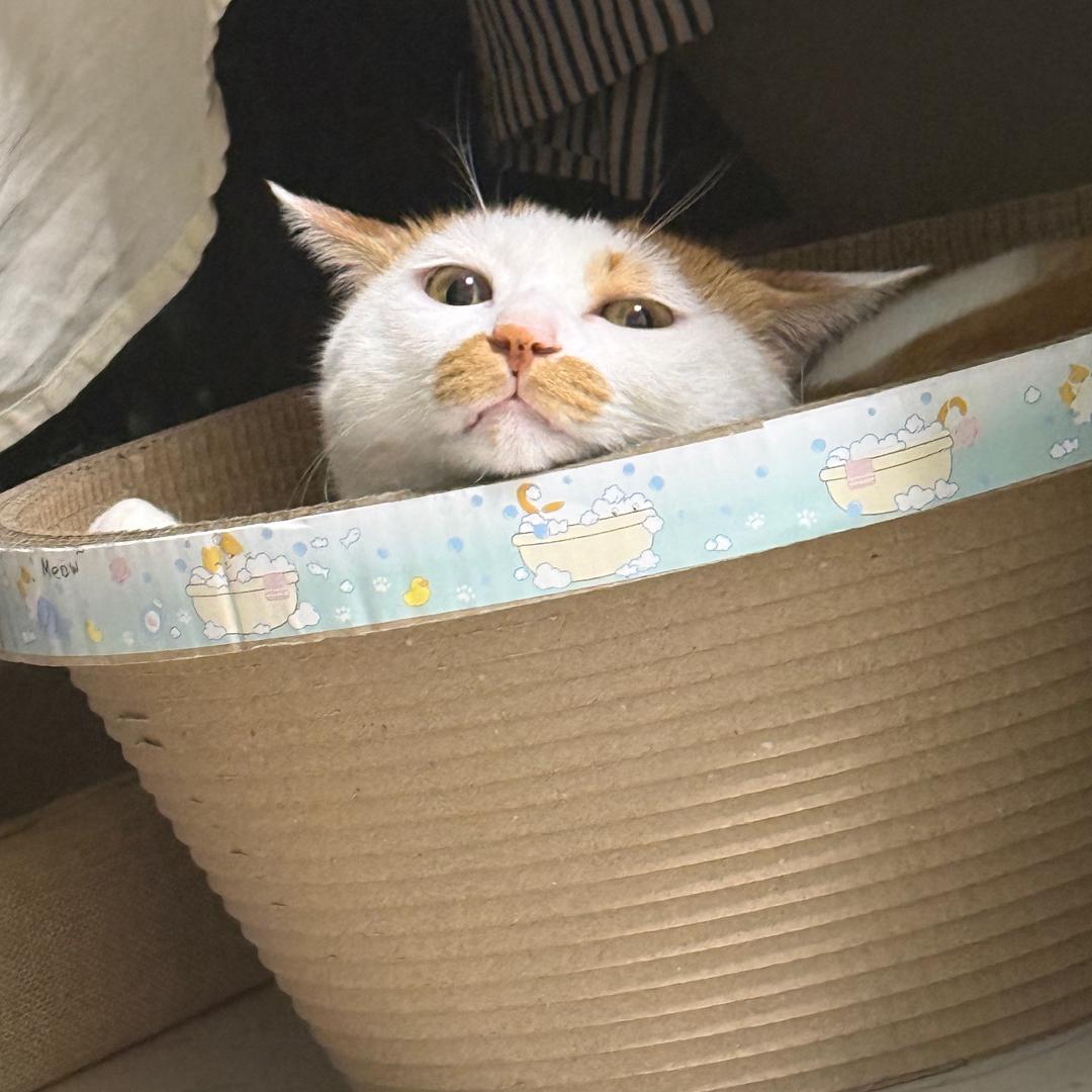 世界和平