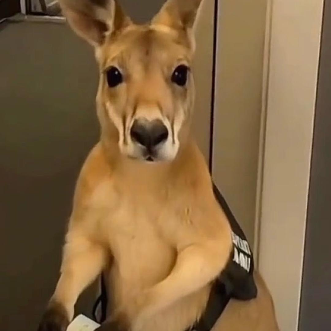 重生之我靠乞讨旅居36国