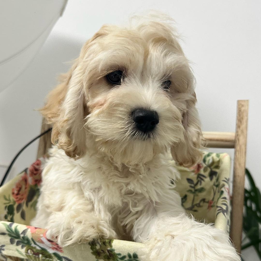 萌缘犬舍 西高地 巨贵