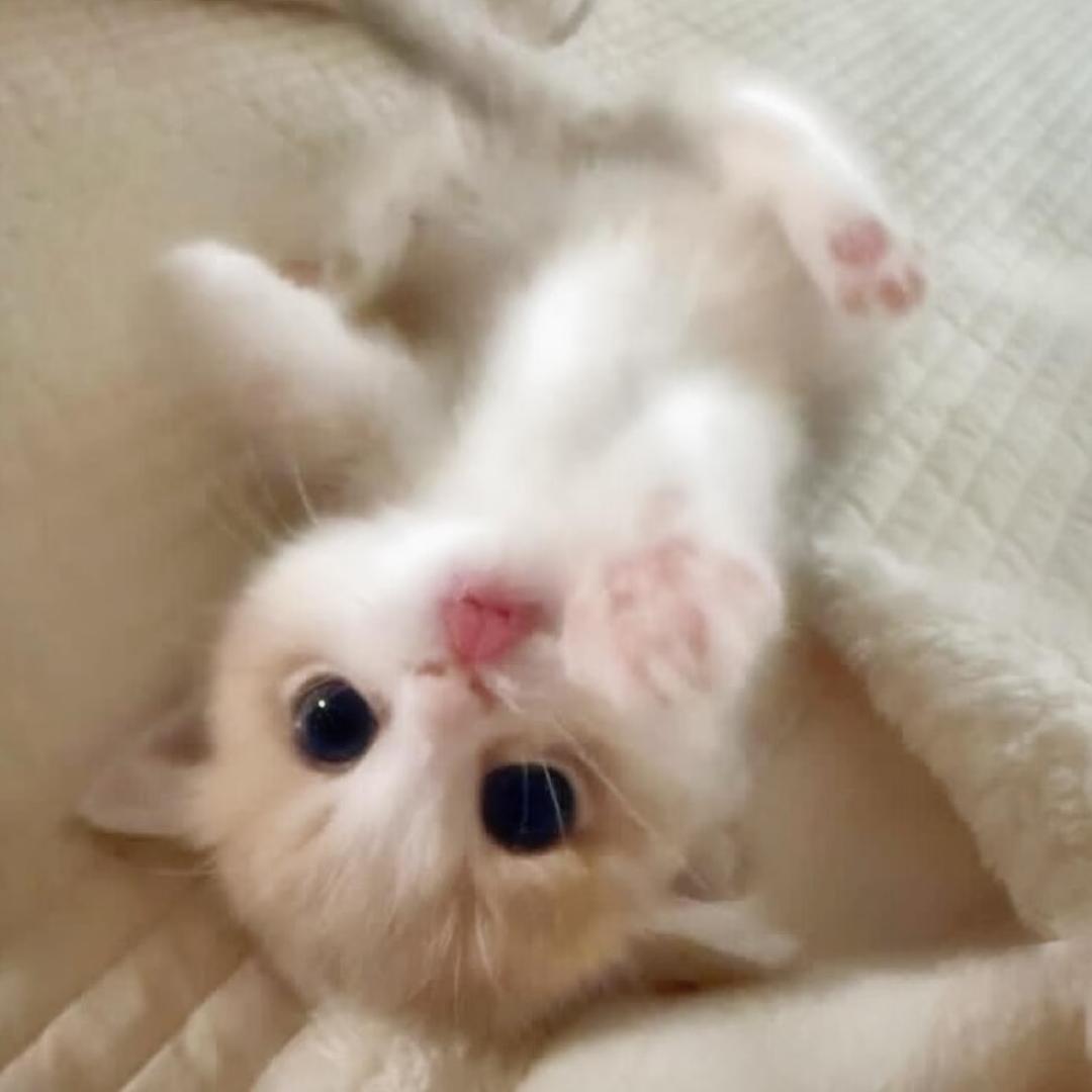 ^ ^