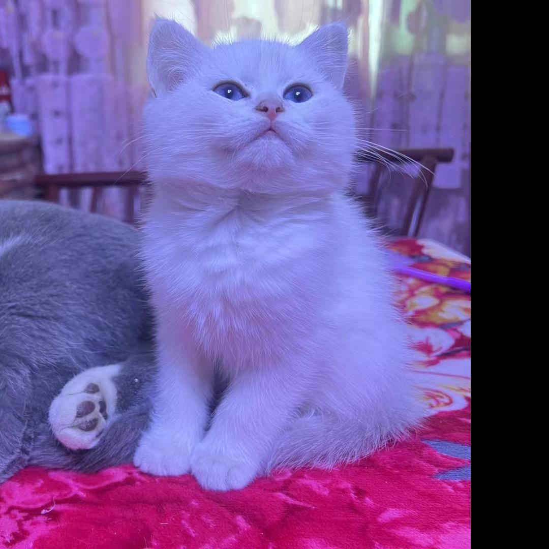 琴