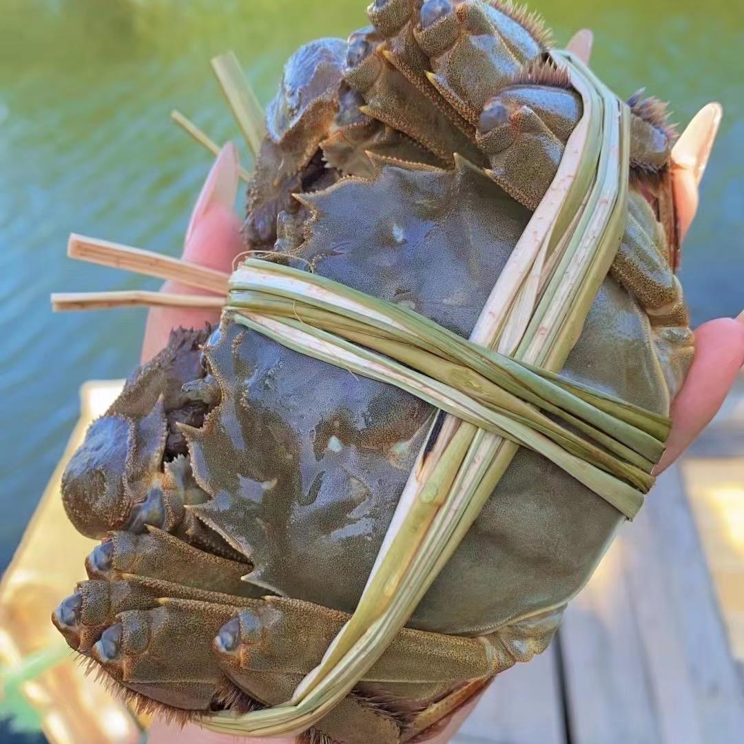 光头大闸蟹批发