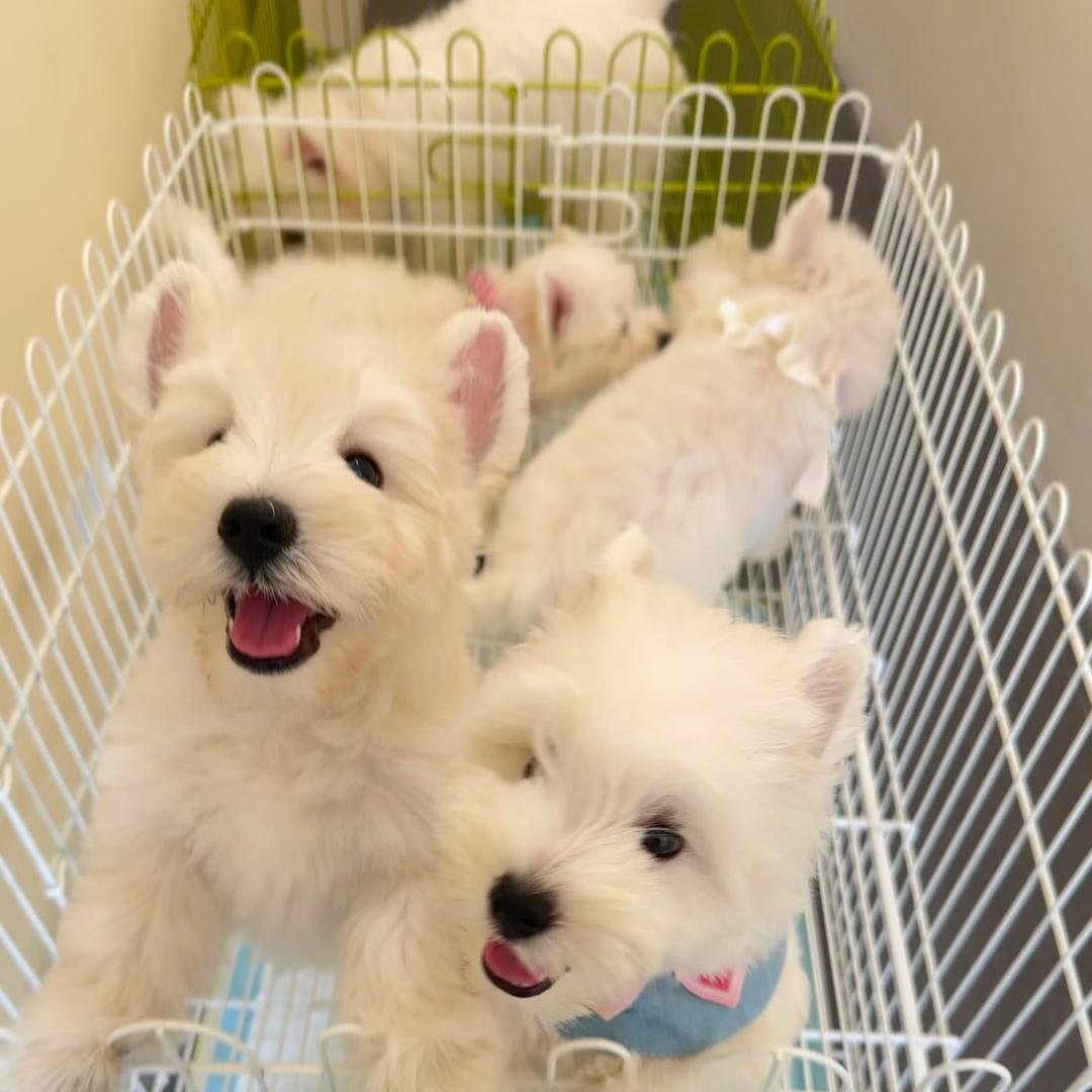 臻萌西高地 胖胖