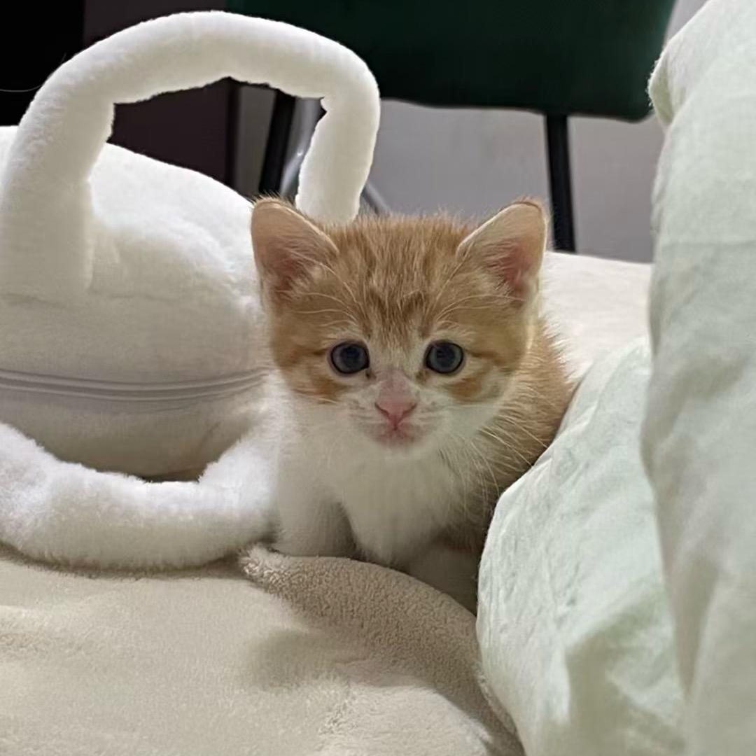 小橘爱睡觉