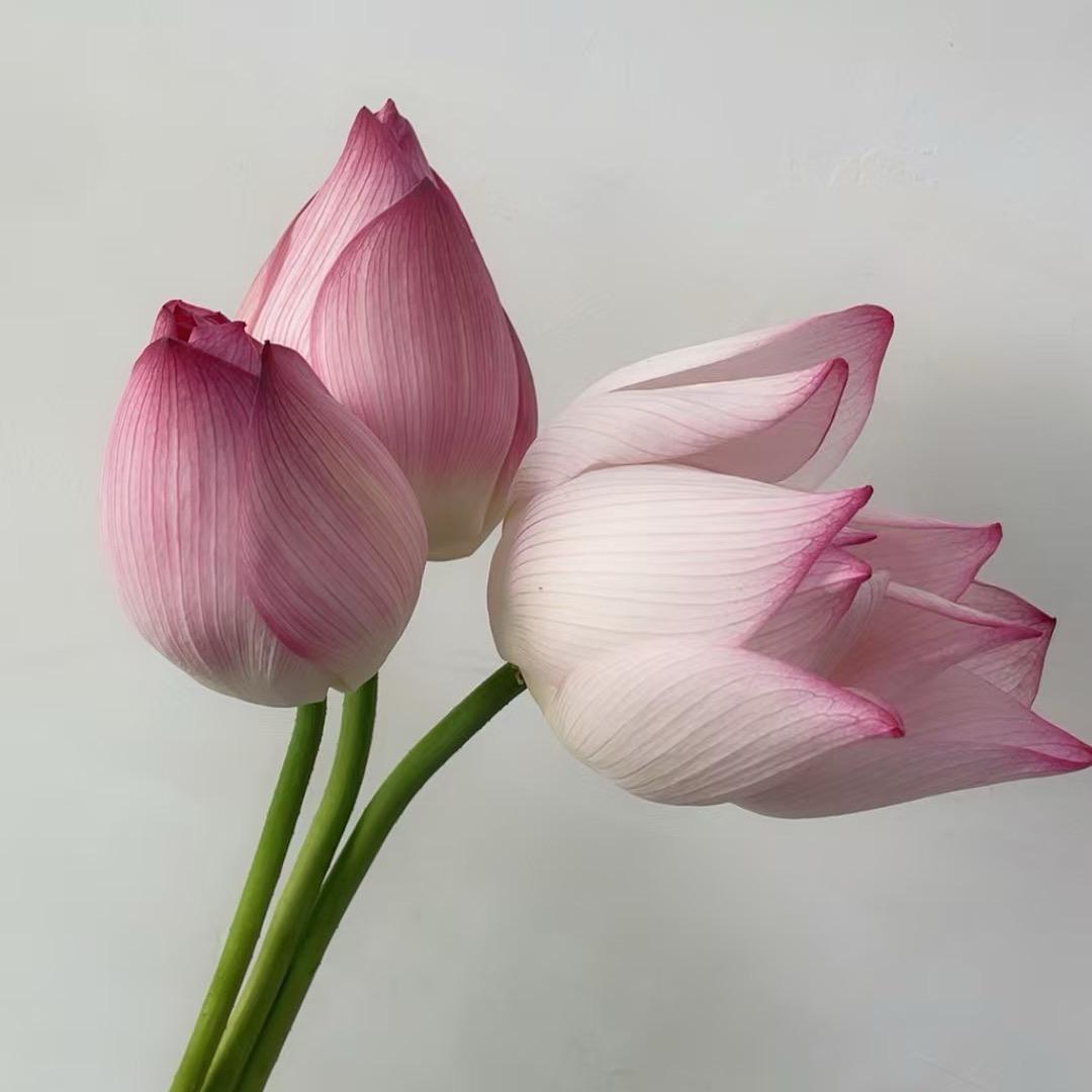 小酒窝🌹🌹🌹