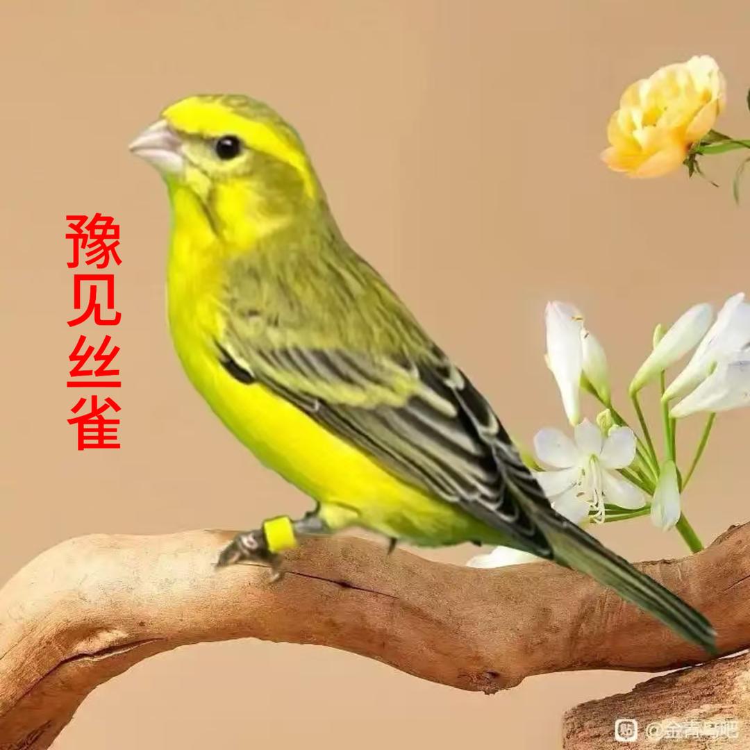 豫见丝雀
