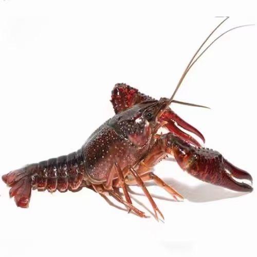 冢上海鲜店🦞🦞🦞🦞🦞🦞