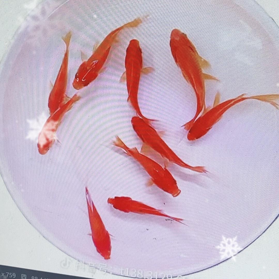 渔农渔业水簇工厂娜娜
