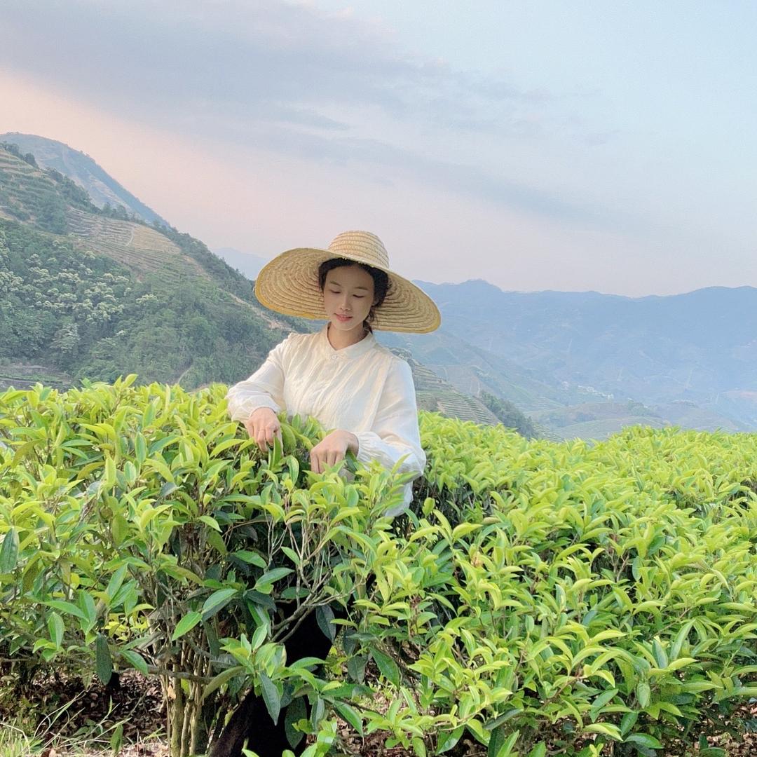 凤凰单丛茶小贝
