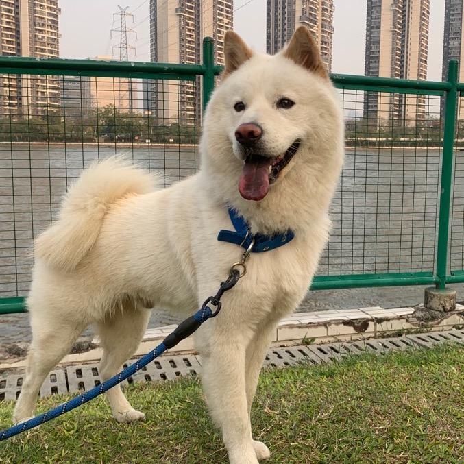 白土松🐶钱多多