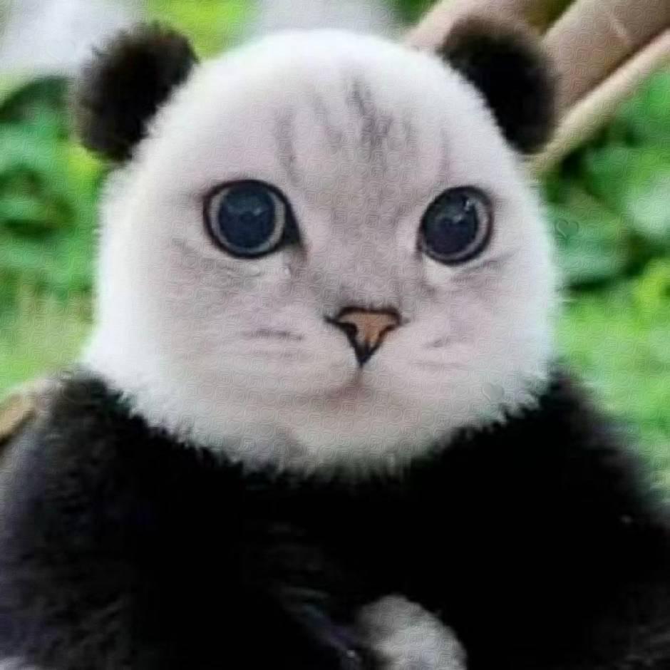 baby