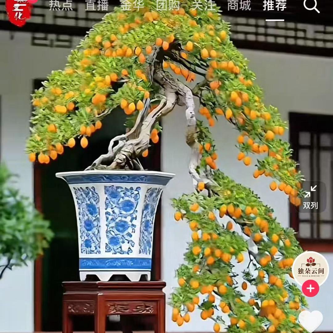 雅树园