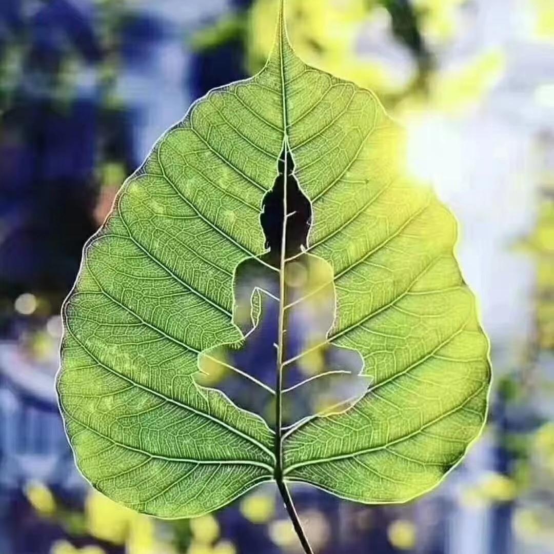 福气PLUS💫
