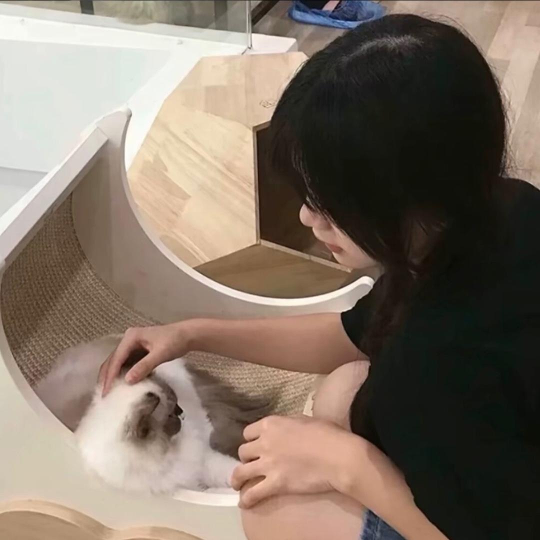 蓝桉