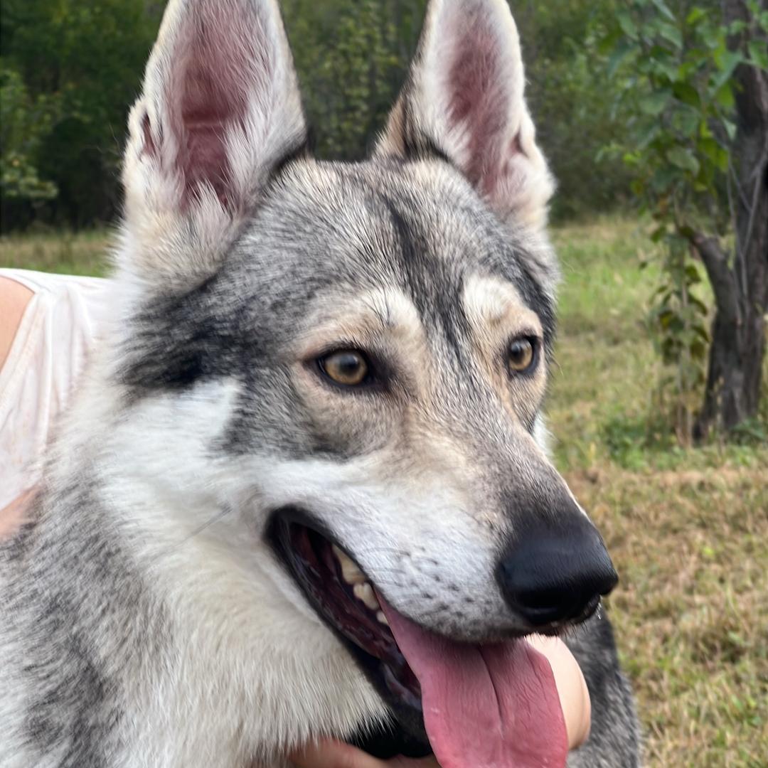 捷克狼犬-Nico