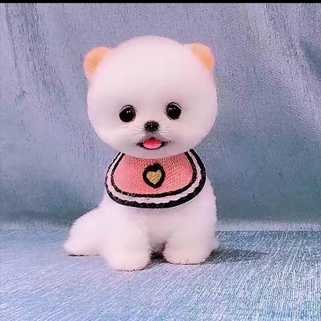 狗市小哥哥直播玉号