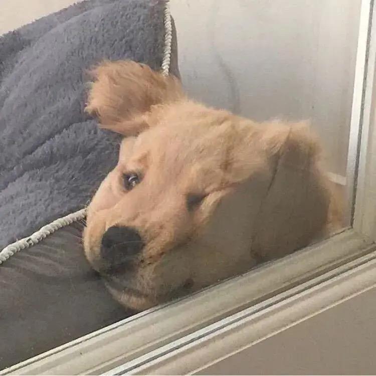 Wan