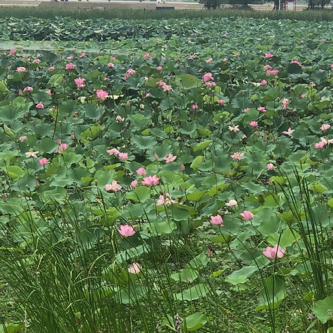 阳光☀️明媚