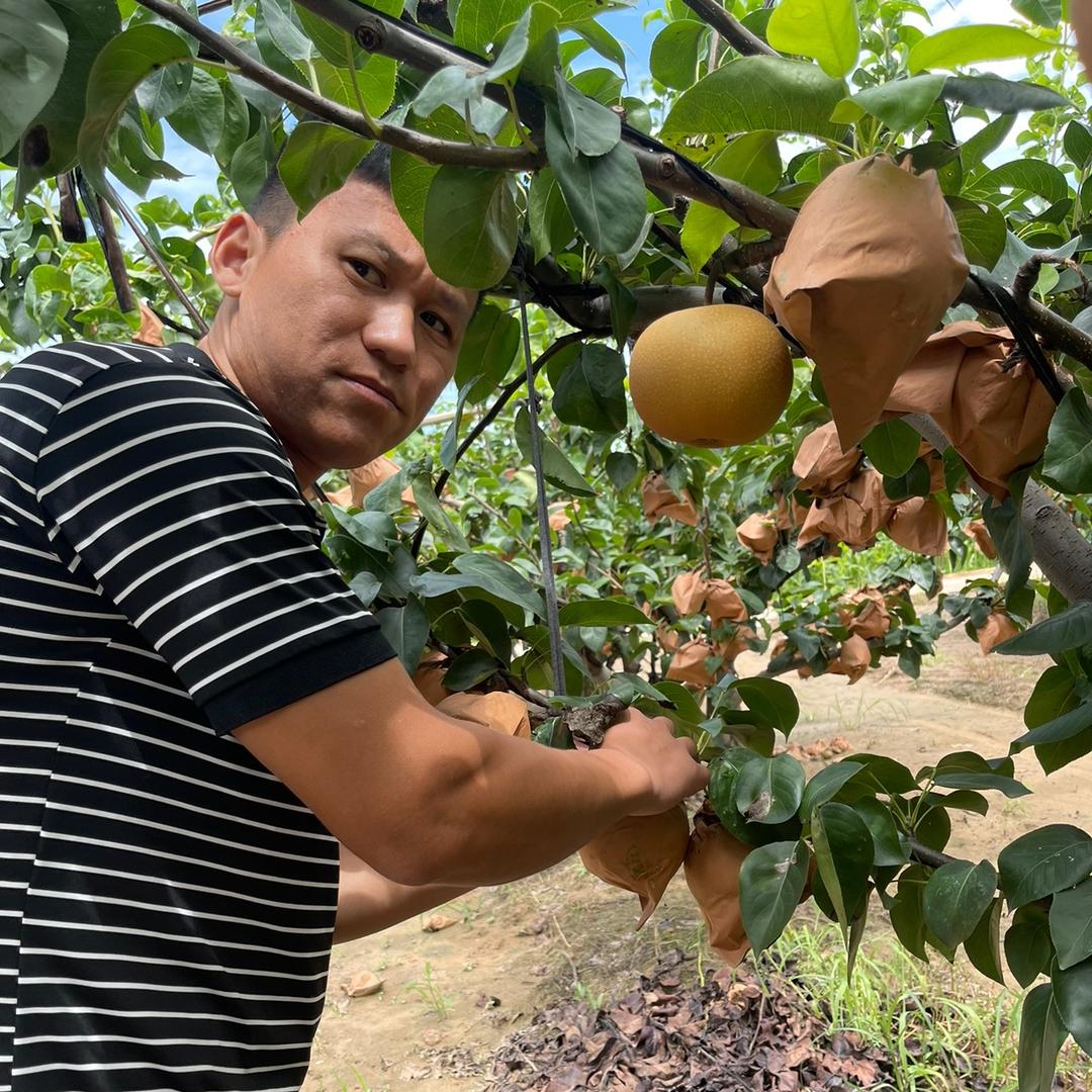 大利（原产地水果）