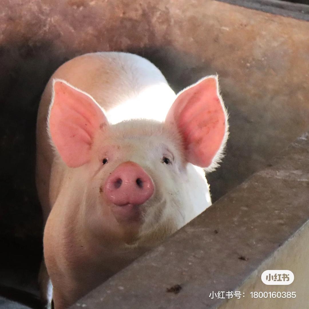 莹滢猪