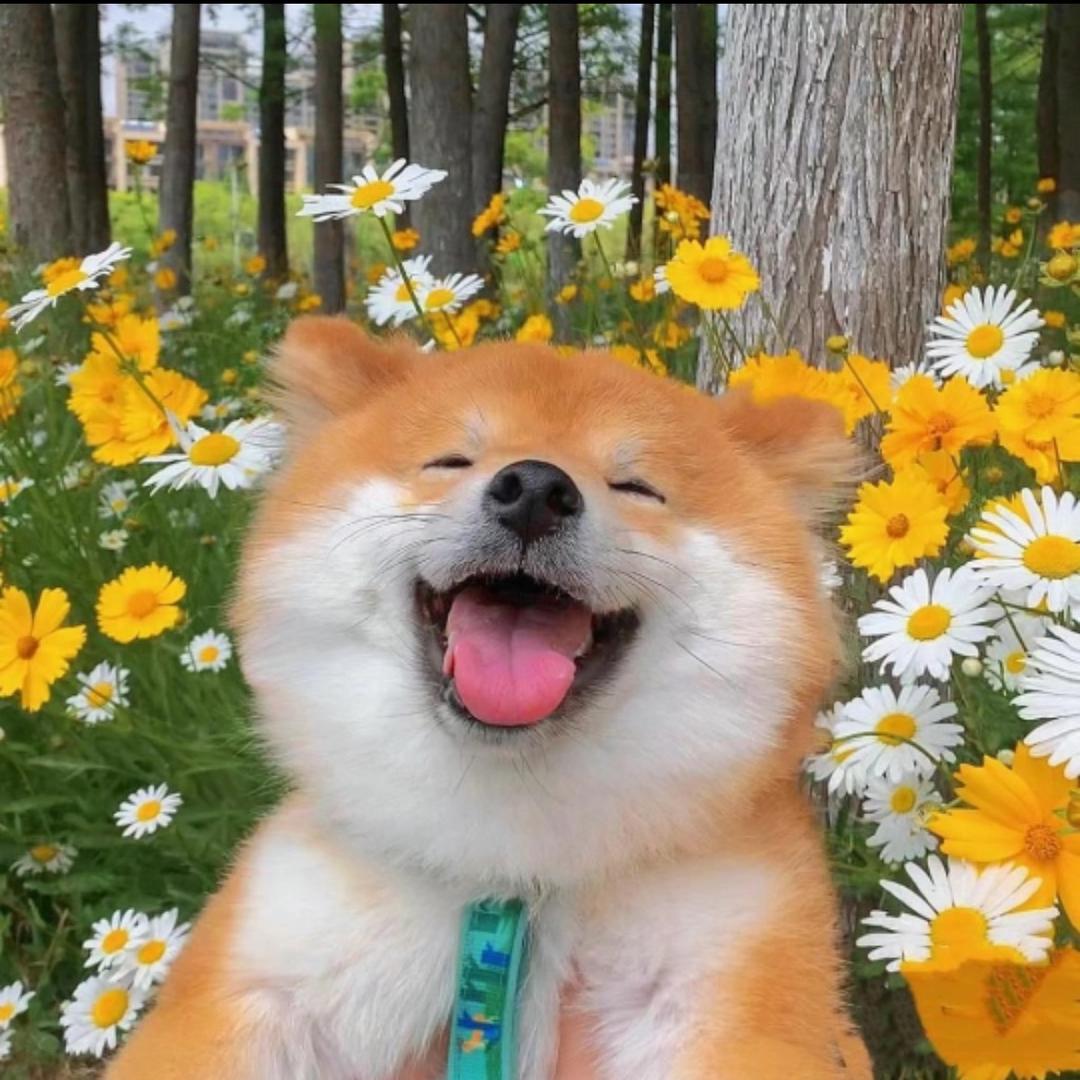 口袋甜椒