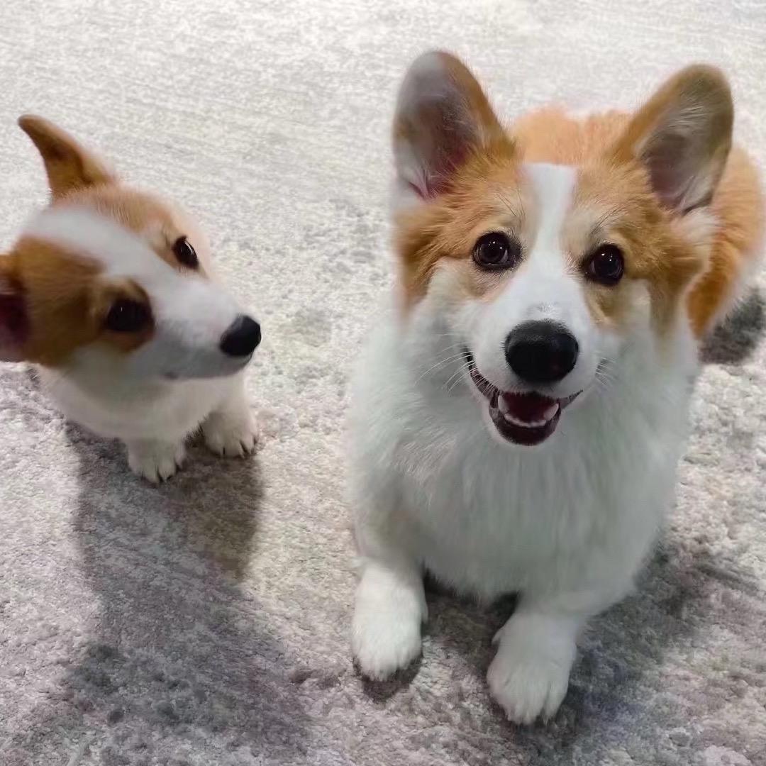 狗十一