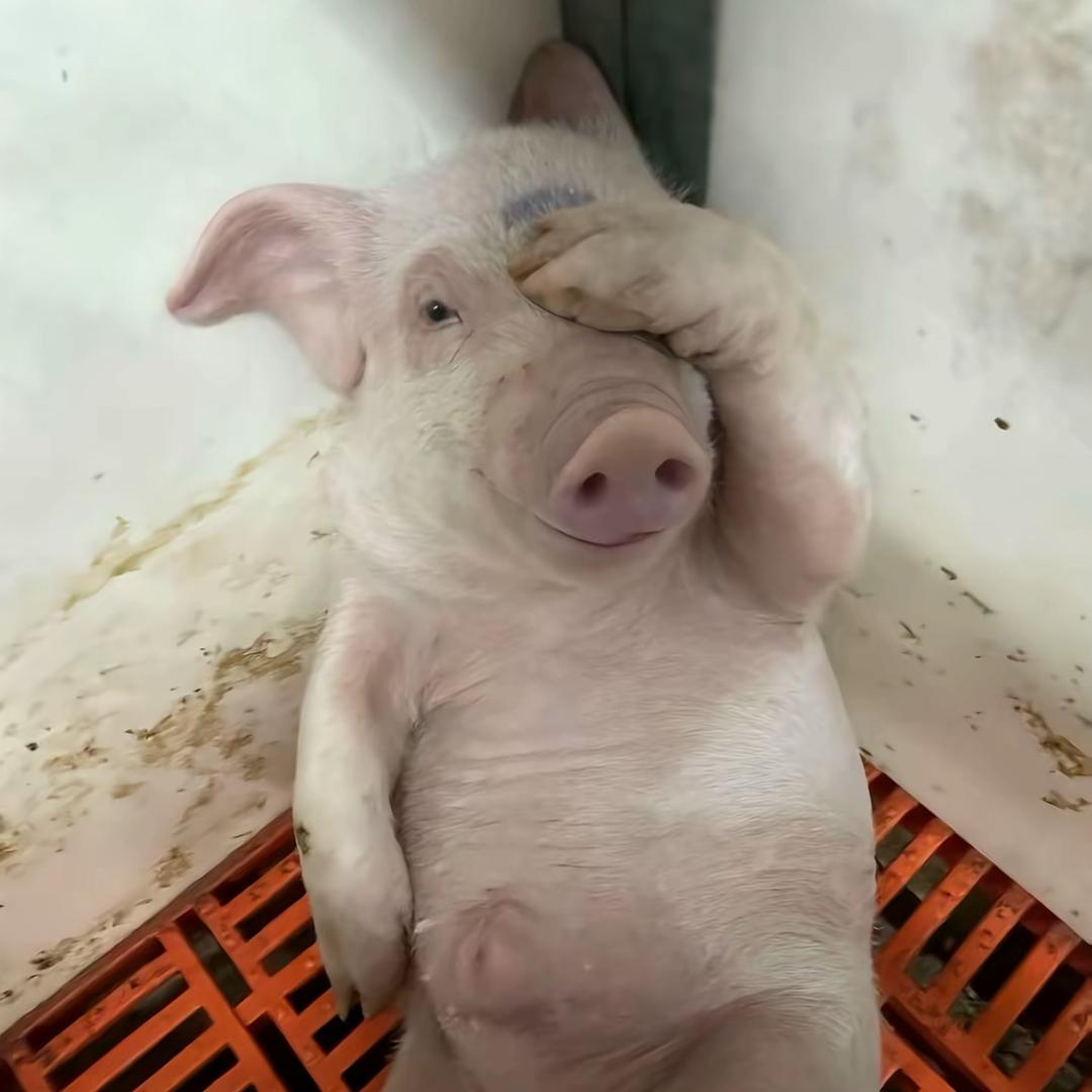 网恋秀牛被截屏