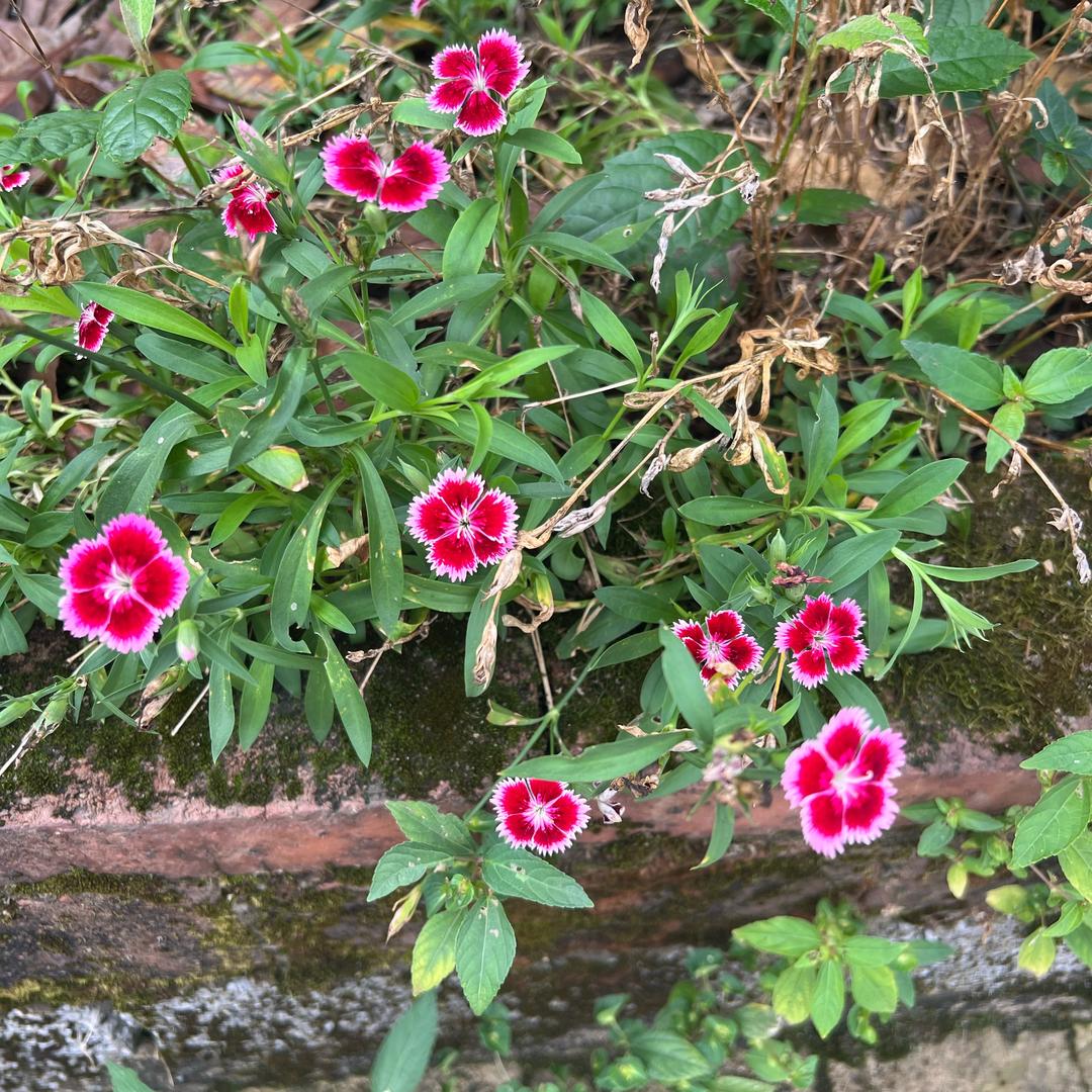 醉街贵族