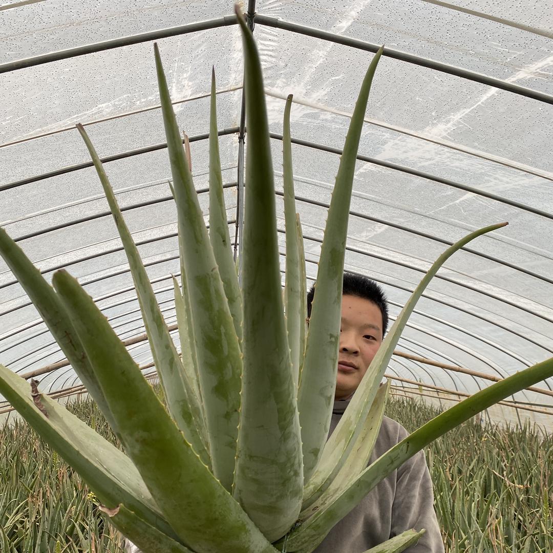 永强芦荟种植农场