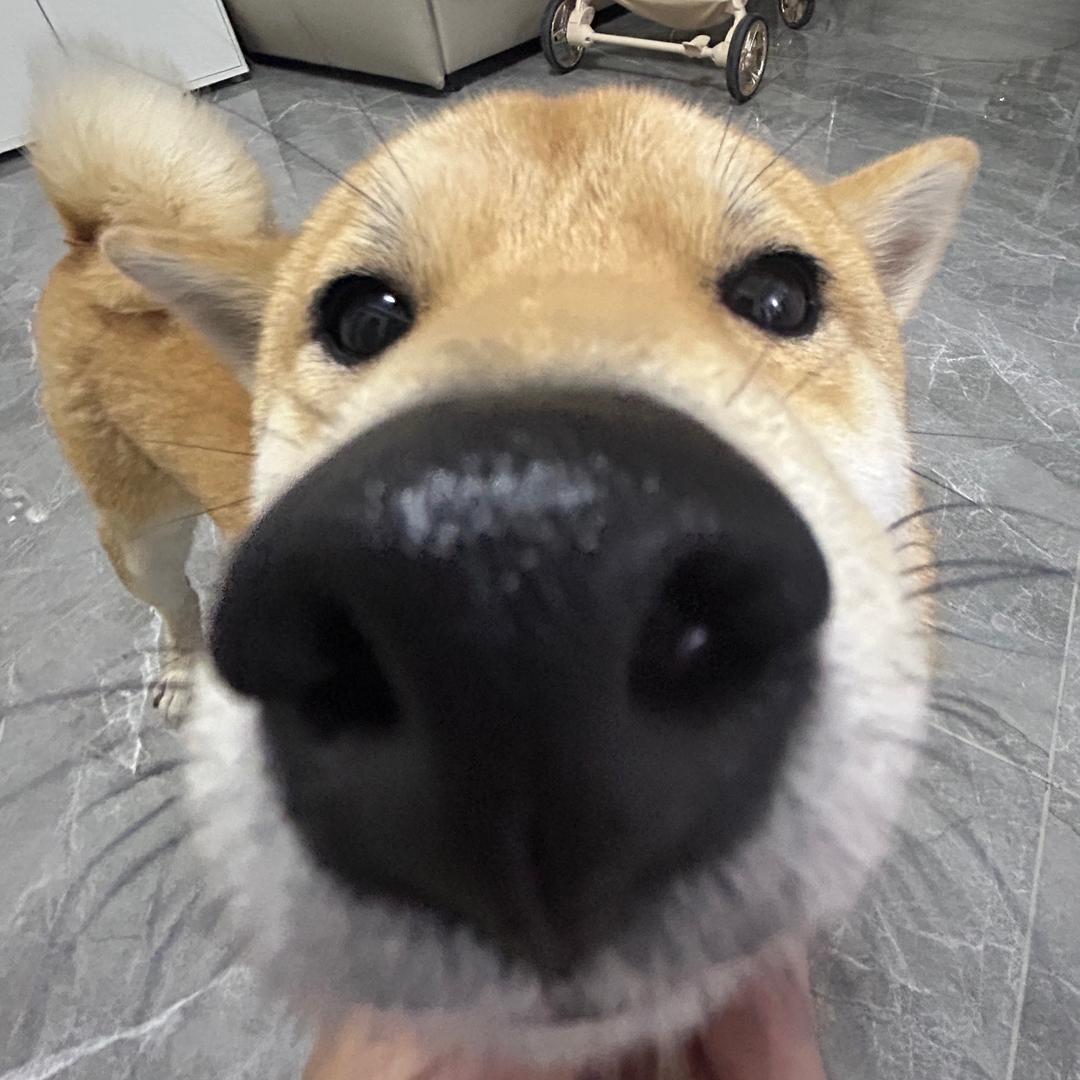 六六.