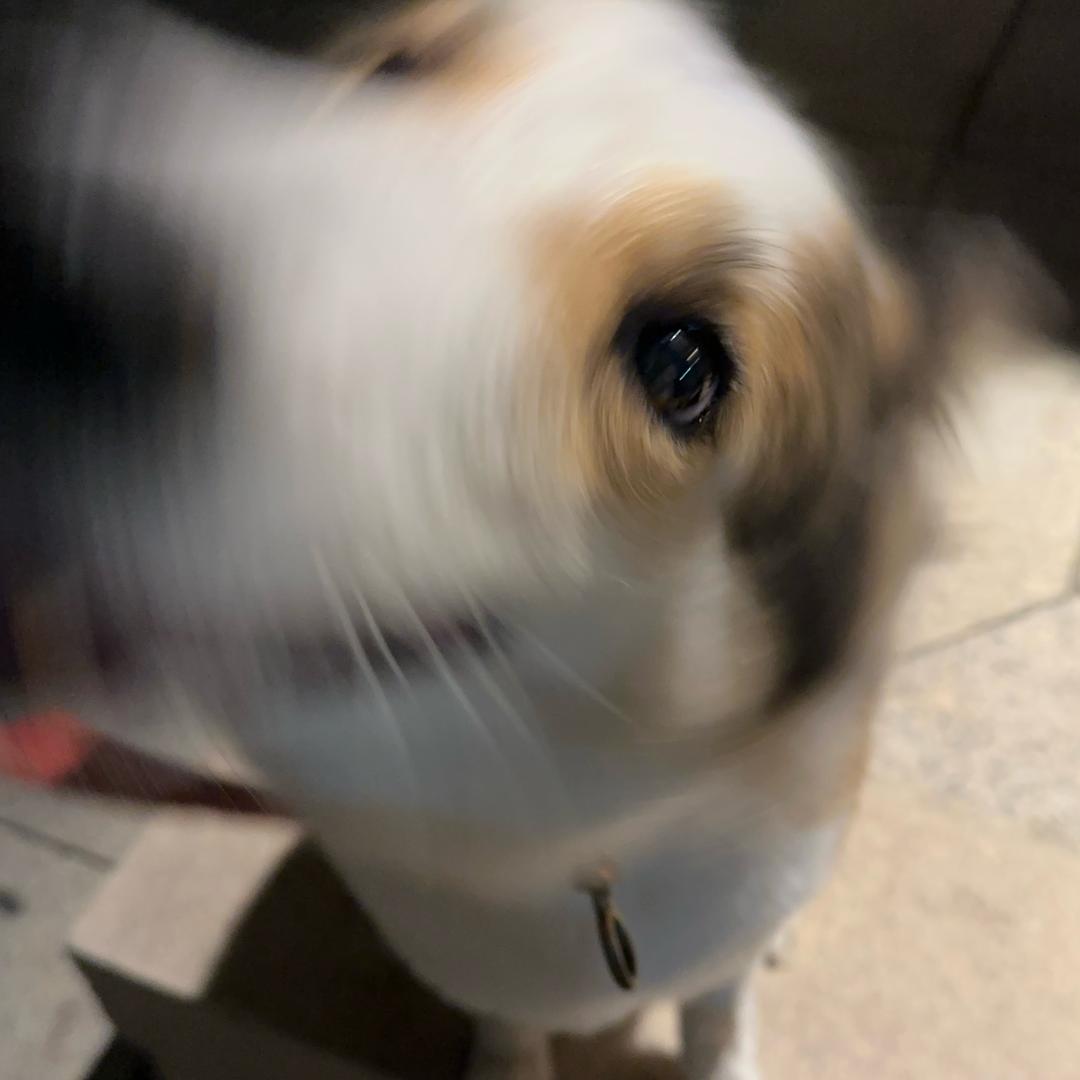一只粽子