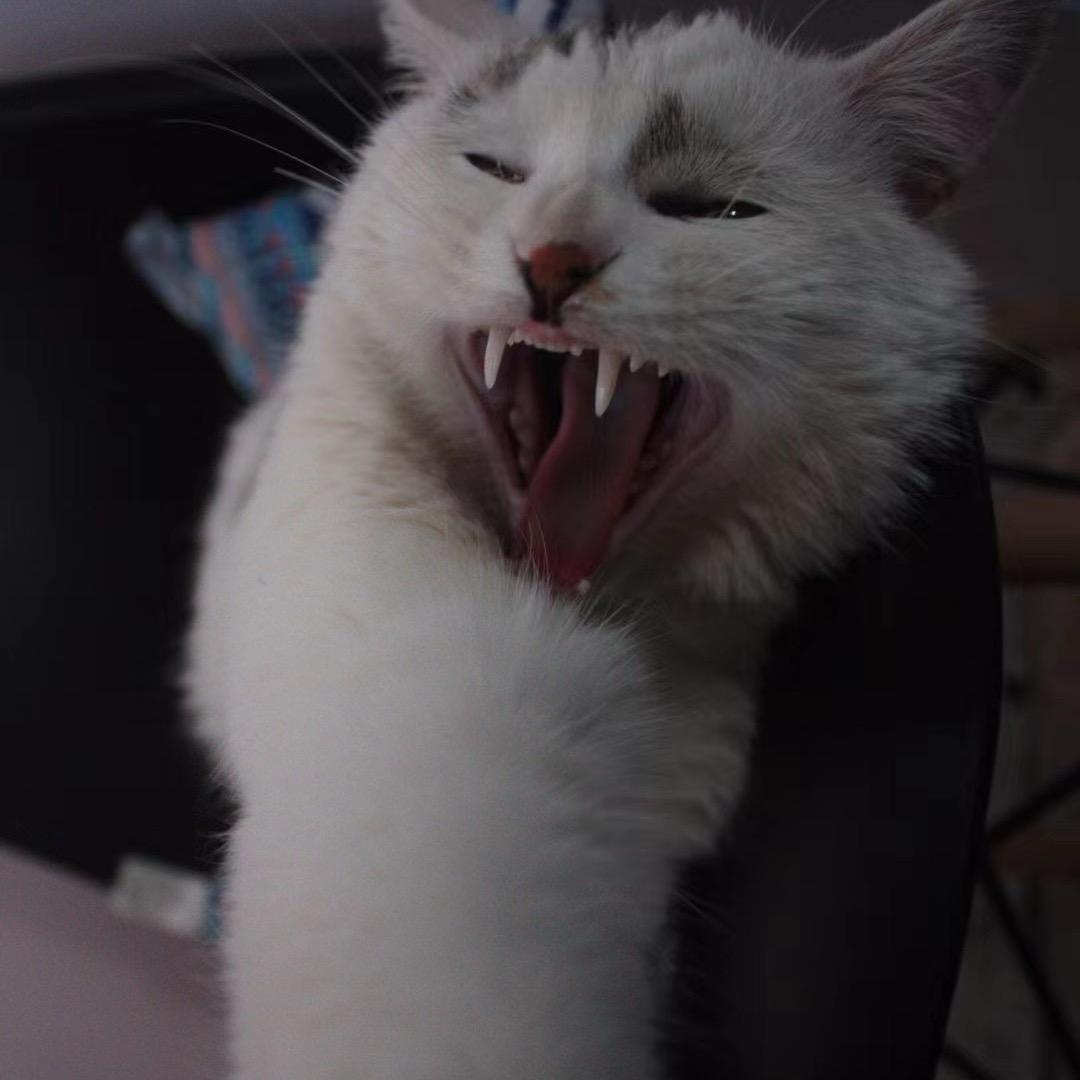 Gatu.