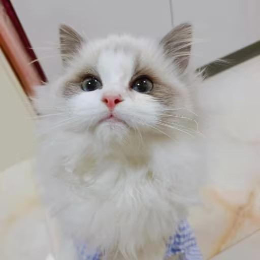笙笙