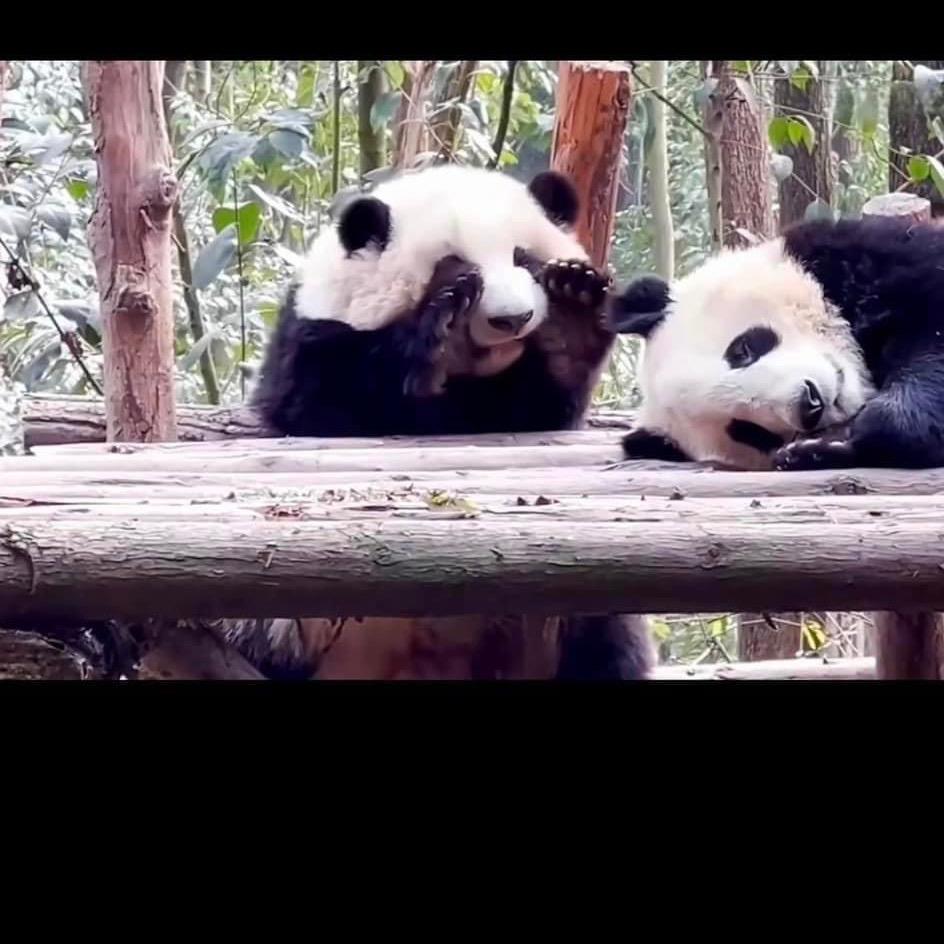 小姊姊在台灣