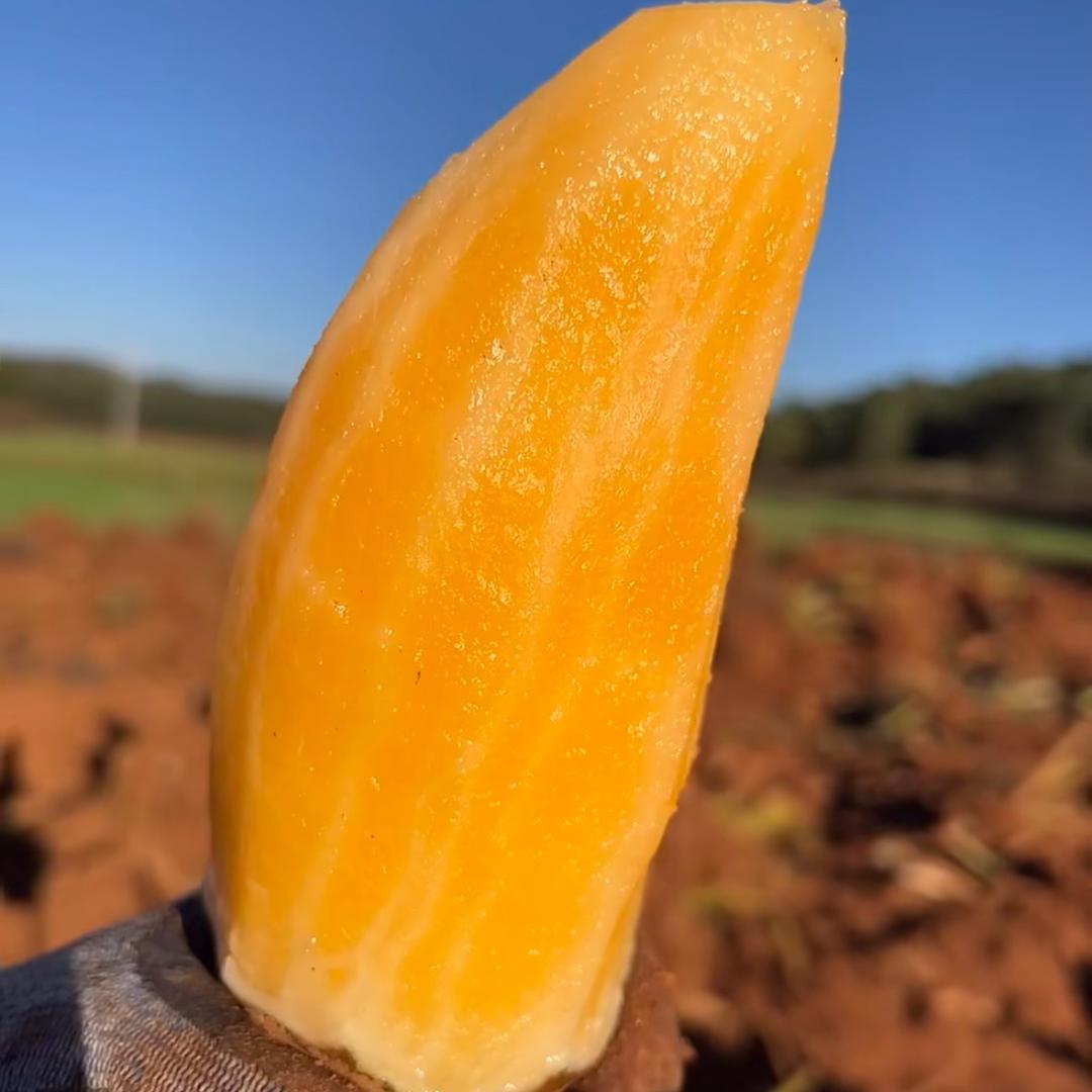 雪莲果明天发(云南总仓)