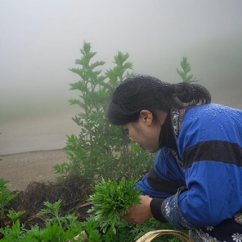 青草