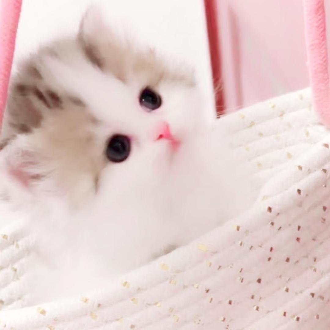 🐱