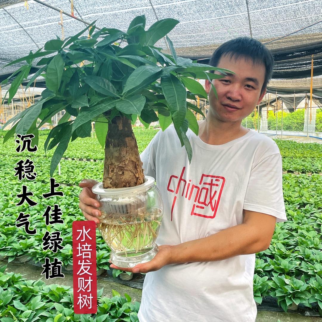 邓掌柜绿植园