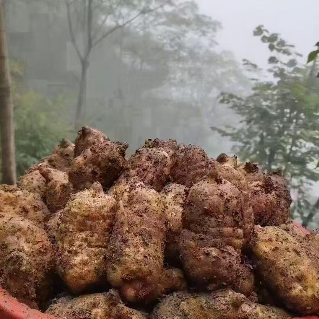 小王子天麻产地直发