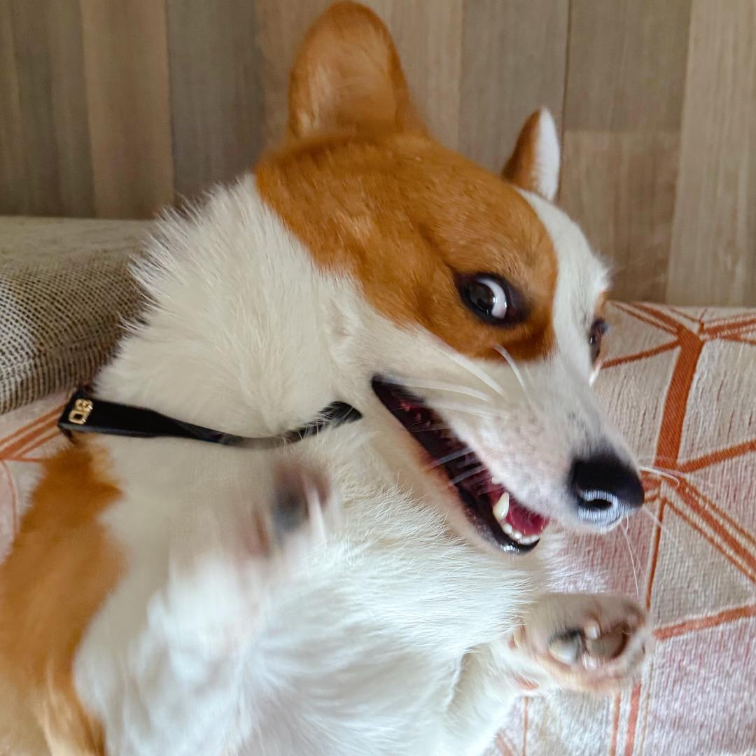 16狗儿