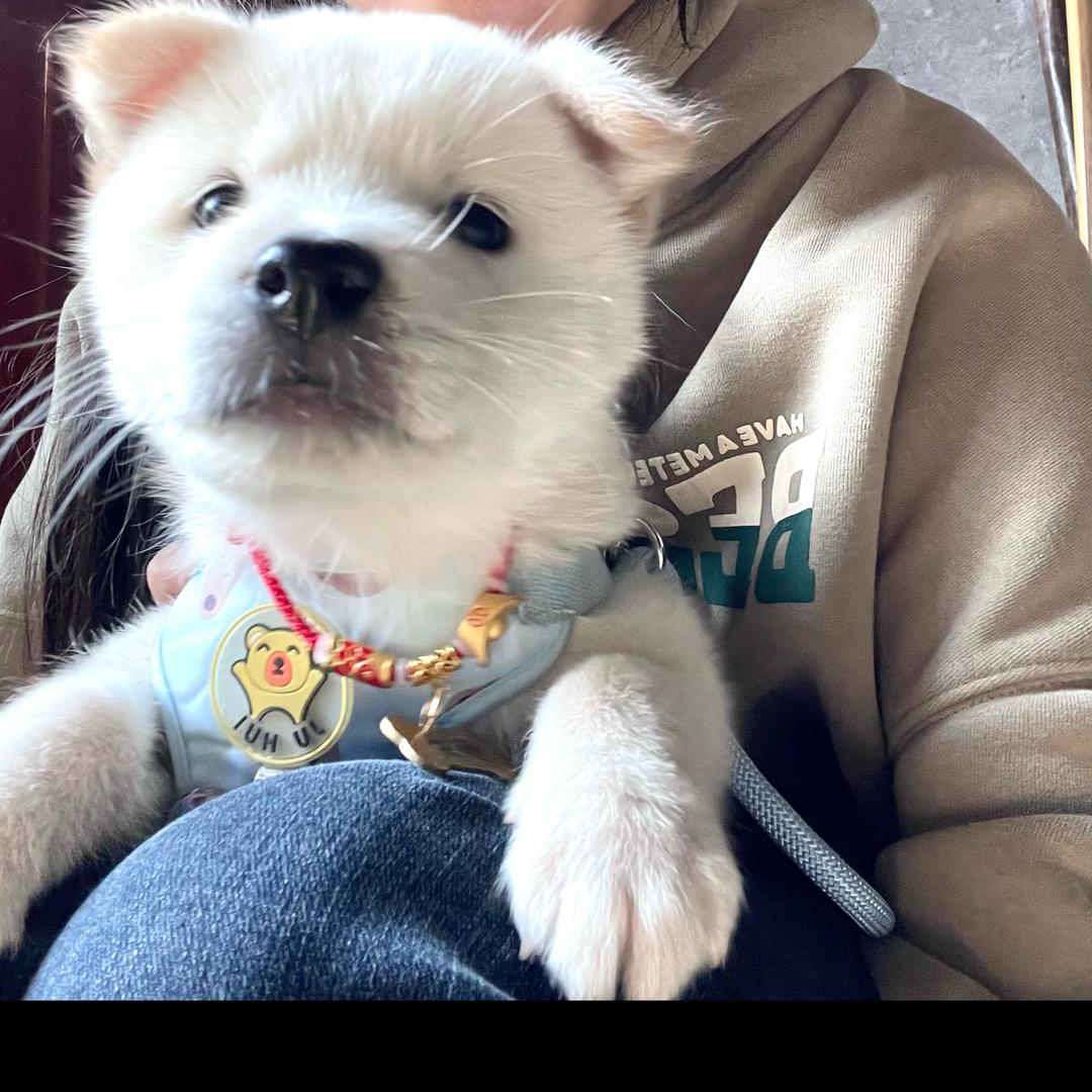 小狗狗多多