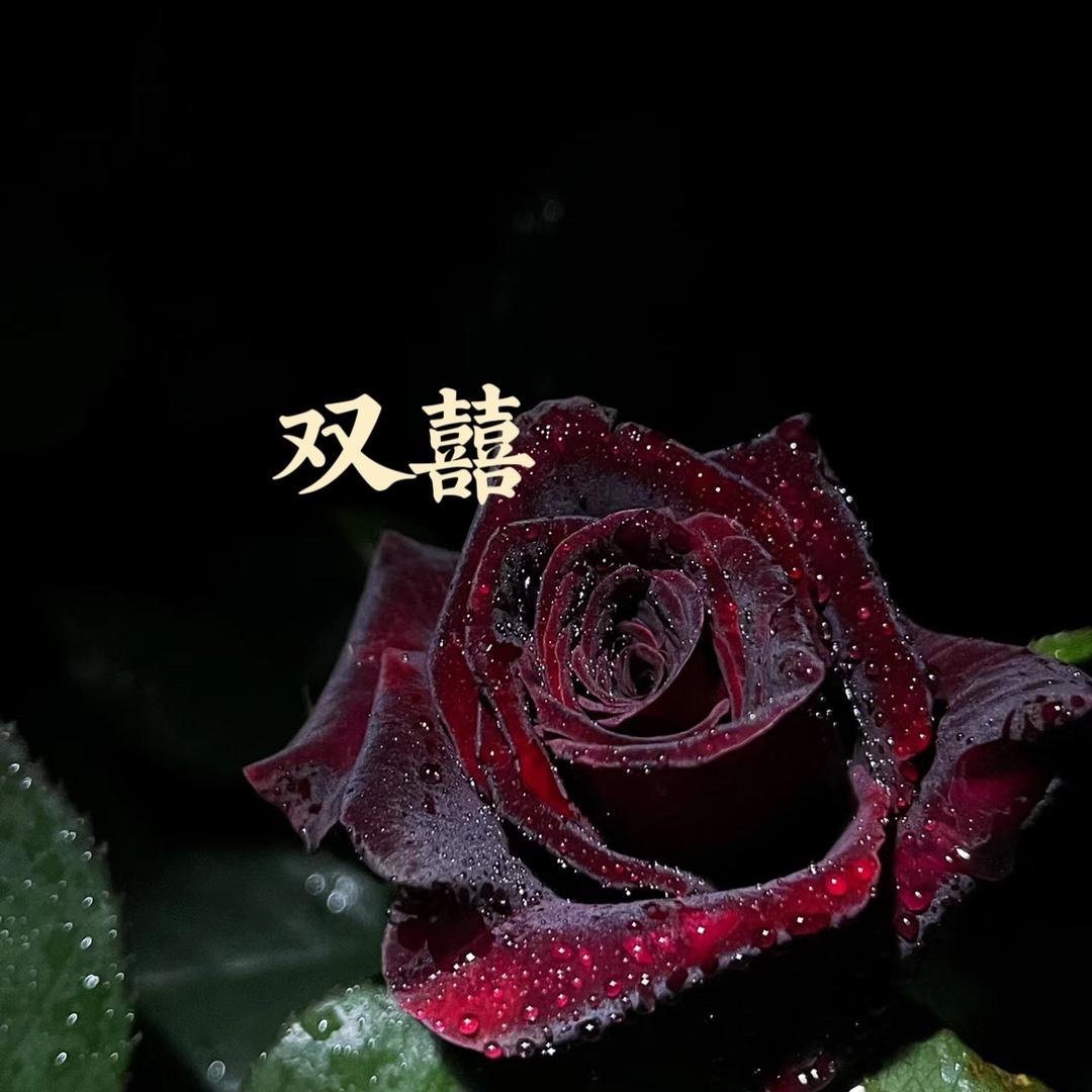 双囍甄选