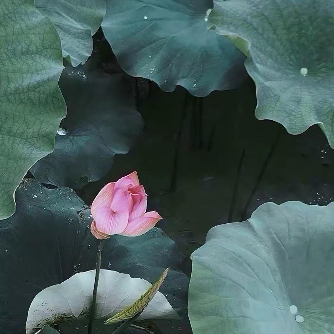 丫头.