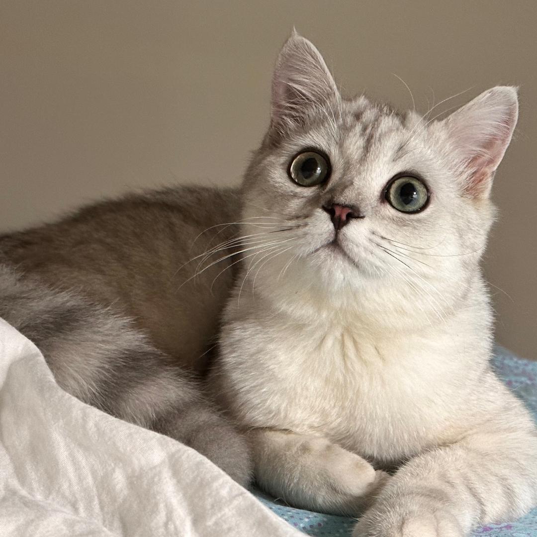 猛猪哭泣⊙︿⊙