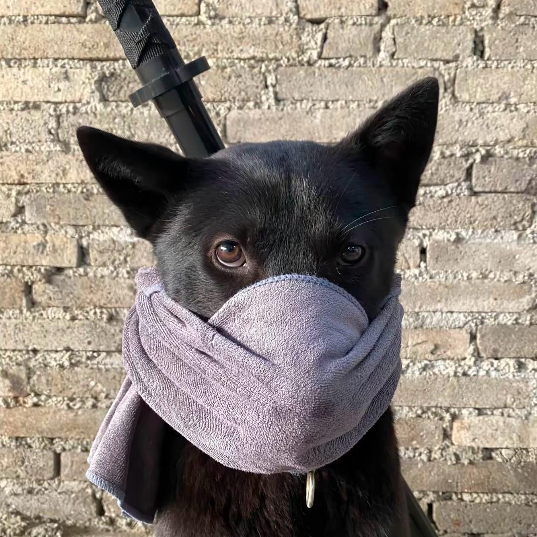 超级驼鹿🦌